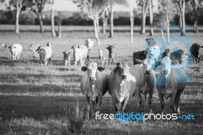 Country Cows Stock Photo