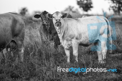 Country Cows Stock Photo