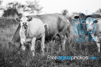 Country Cows Stock Photo