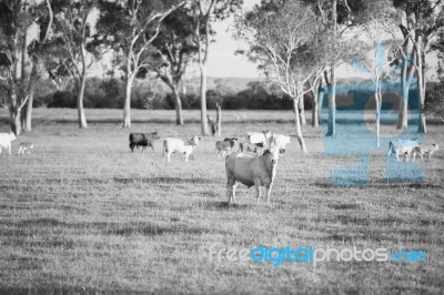 Country Cows Stock Photo