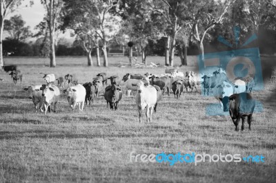 Country Cows Stock Photo