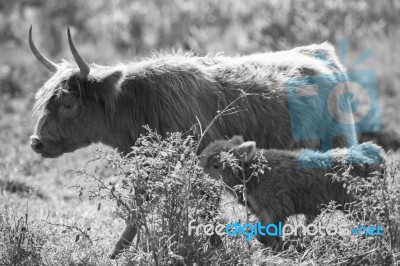 Country Cows Stock Photo