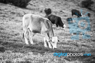 Country Cows Stock Photo