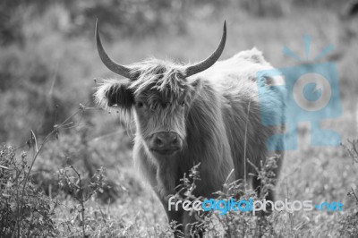 Country Cows Stock Photo