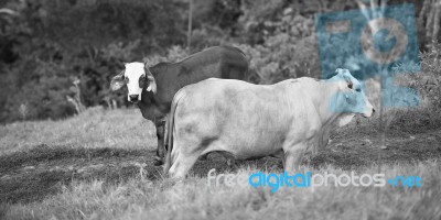 Country Cows Stock Photo