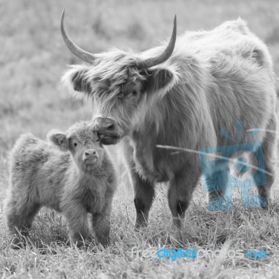 Country Cows Stock Photo