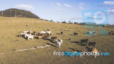 Country Cows On The Farm Stock Photo