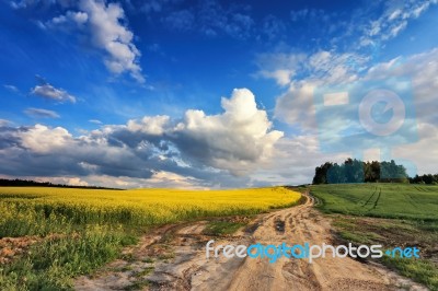 Country Road In Spring Colza Fields Stock Photo