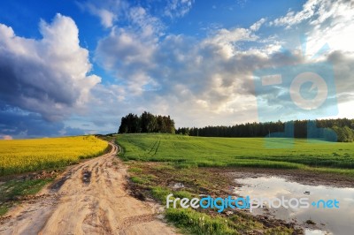 Country Road In Spring Colza Fields Stock Photo