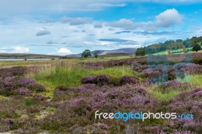 Countryside At Lochindorb Stock Photo