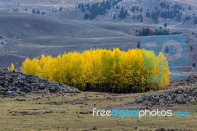 Countryside Of Yellowstone National Park Stock Photo