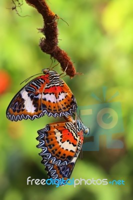 Couple Stock Photo