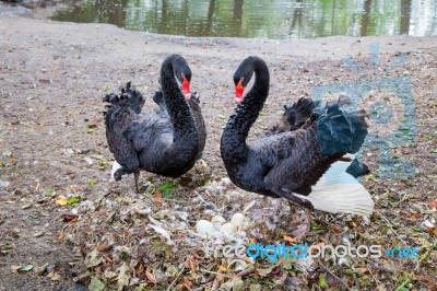 Couple Black Swans With Eggs In Nest Stock Photo