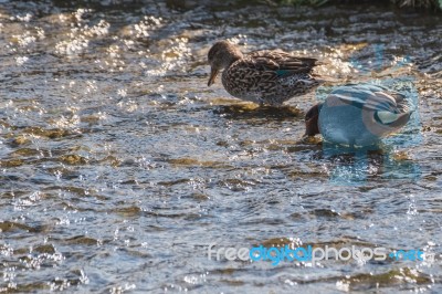 Couple Ducks In The River Stock Photo