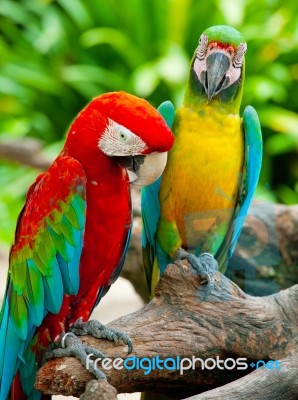 Couple Macaw Stock Photo