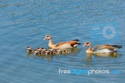 Couple Nile Geese Swimming With Newborn Young Stock Photo