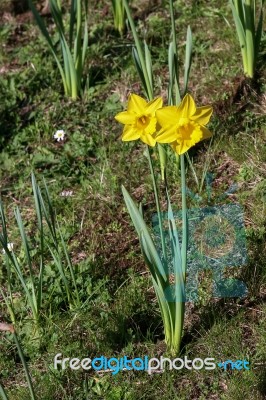 Couple Of Daffodils Stock Photo