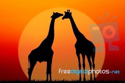 Couple Of Giraffes Stock Image