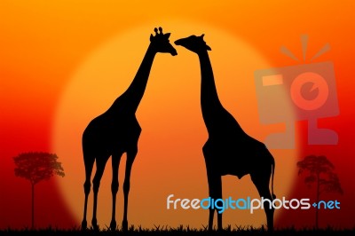 Couple Of Giraffes Stock Image