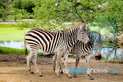 Couple Of Zebra Stock Photo