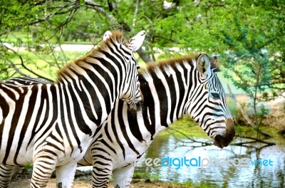 Couple Of Zebra Stock Photo