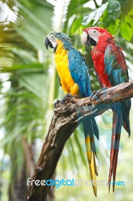 Couple Parrot On Branch Stock Photo