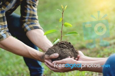 Couple Planting And Watering A Tree Together On A Summer Day In Stock Photo