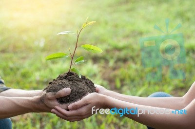 Couple Planting And Watering A Tree Together On A Summer Day In Stock Photo