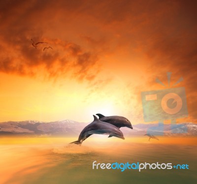 Couples Of Sea Dophin Jumping Through Ocean Wave Floating Mid Air Against Beautiful Sun Set Sky Stock Photo