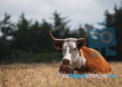 Cow Stock Photo