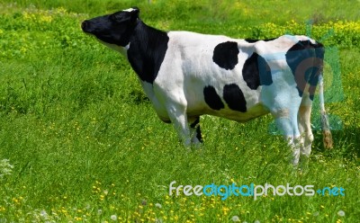 Cow Stock Photo