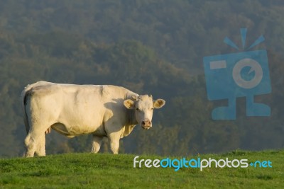 Cow Stock Photo