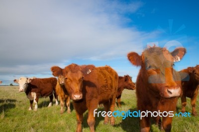 Cow Stock Photo