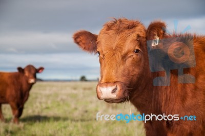 Cow Stock Photo