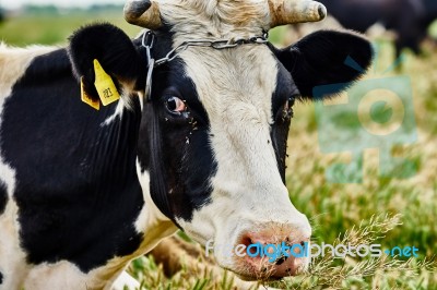 Cow Stock Photo