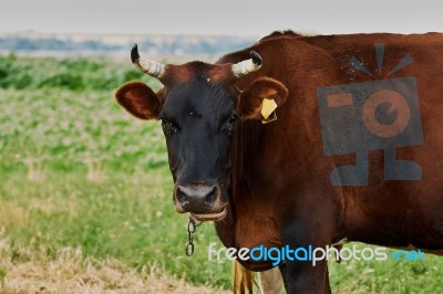 Cow Stock Photo