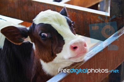 Cow Stock Photo