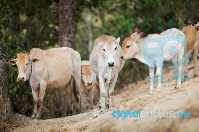 Cow Stock Photo