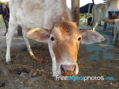 Cow Stock Photo