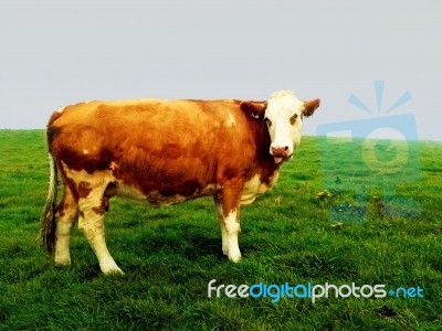 Cow Stock Photo