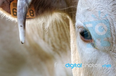 Cow Stock Photo