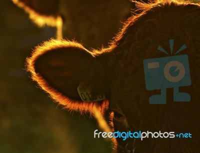 Cow Stock Photo