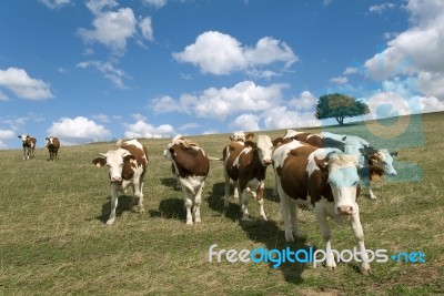 Cow Stock Photo