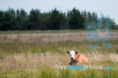 Cow Lying On A Field Of Grass Stock Photo