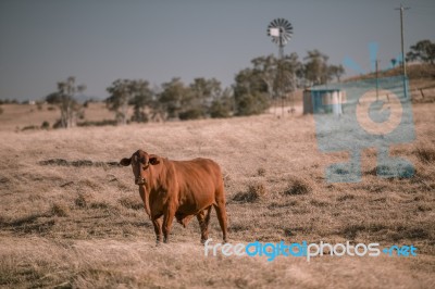 Cow And A Windmill In The Country Stock Photo