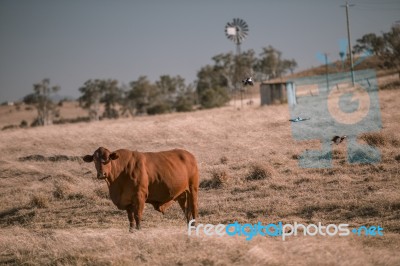 Cow And A Windmill In The Country Stock Photo