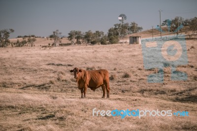 Cow And A Windmill In The Country Stock Photo