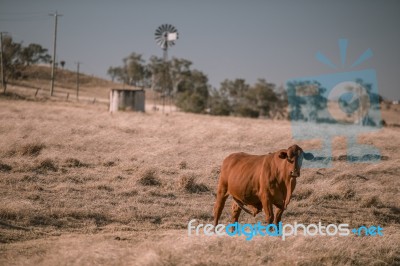 Cow And A Windmill In The Country Stock Photo