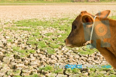 Cow And Cracked Earth Stock Photo