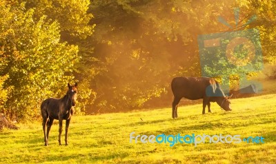 Cow And Horse On The Mountains Hills Stock Photo